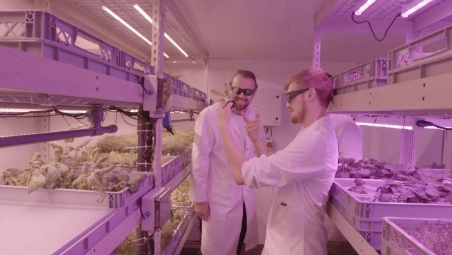 go to ‘LettUs Grow’: Geniale Methode lässt Pflanzen ohne Boden wachsen