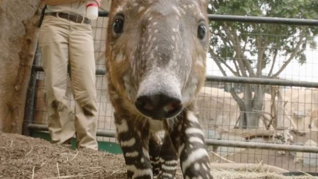 go to Knuddelalarm: Tapir-Baby zeigt seinen Rüssel