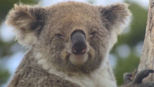 go to Sind Koalas bald von unserem Planeten verschwunden?