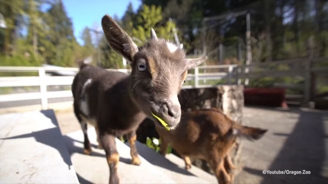 go to Abenteuerlustig: Kleine Ziege besucht Löwe und Stachelschwein