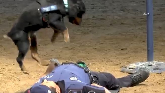 go to Der beste Freund: Polizeihund übt Reanimation