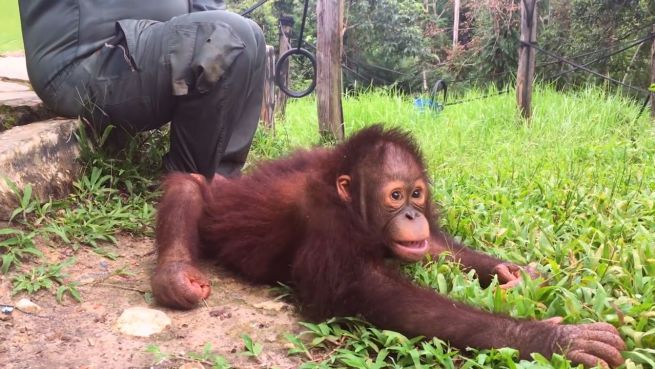 go to Bedrohtes Paradies: Die letzten Orang-Utans auf Borneo