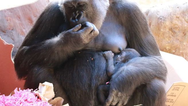 go to Babyparty für Gorillas: Nachwuchs im Zoo von Toronto